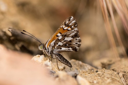 Behr's Metalmark