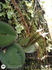 Meiracyllium trinasutum