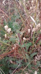 Acaena pinnatifida californica