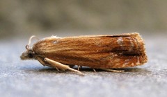 Eucosma umbrastriana