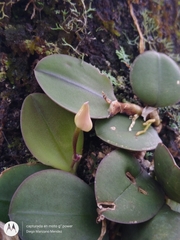 Meiracyllium trinasutum