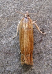 Eucosma umbrastriana