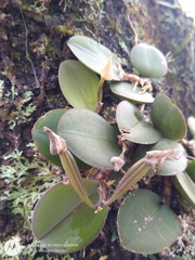 Meiracyllium trinasutum