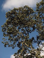 Guettarda crispiflora