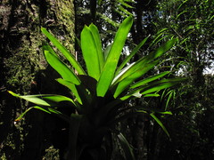 Guzmania mitis