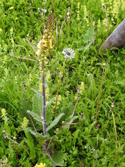 Verbascum alpinum