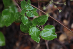 Tauschia