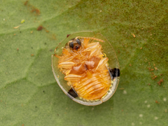 Cassida versicolor