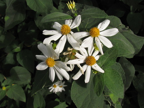 Montanoa ovalifolia · iNaturalist