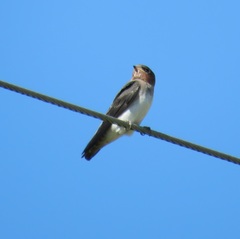 Petrochelidon fulva