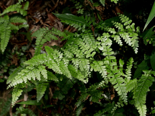 Lindsaea bonii (Lindsaea bonii)