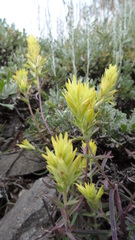 Castilleja flava