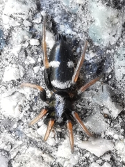 Aphantaulax trifasciata