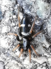 Aphantaulax trifasciata