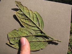 Ocotea pedicellata