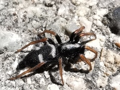 Aphantaulax trifasciata