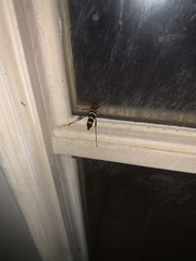 Neoclytus acuminatus