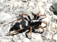 Aphantaulax trifasciata