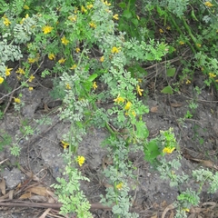 Parkinsonia texana macra