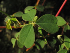 Oxalis medicaginea