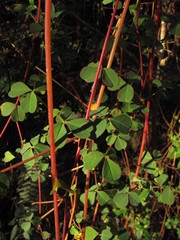 Oxalis medicaginea