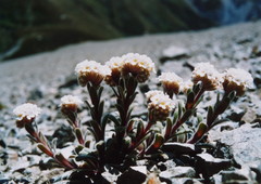 Myosotis traversii traversii