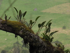 Stelis pittieri