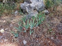 Iris albicans