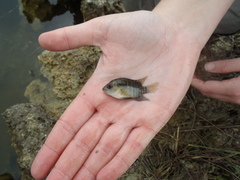 Cichlasoma bimaculatum