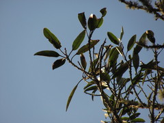 Sapium stylare