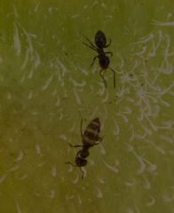Brachymyrmex patagonicus