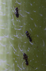 Brachymyrmex patagonicus