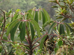 Sciodaphyllum bogotense