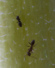 Brachymyrmex patagonicus