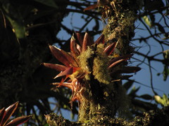 Tillandsia biflora