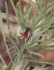 Lopidea marginata