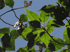 Verbesina arborea