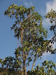 Verbesina arborea