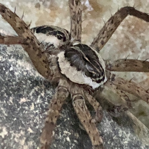 Striped Fishing Spider