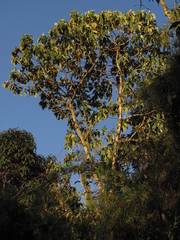 Verbesina arborea
