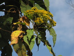 Verbesina arborea