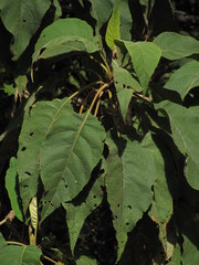 Verbesina arborea