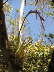 Tillandsia robusta