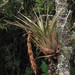 Vriesea tequendamae - Photo (c) Mateo Hernandez Schmidt,  זכויות יוצרים חלקיות (CC BY-NC-SA), הועלה על ידי Mateo Hernandez Schmidt