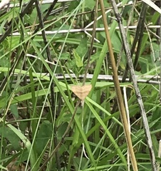 Phalaenostola metonalis