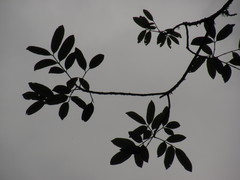 Zanthoxylum quinduense