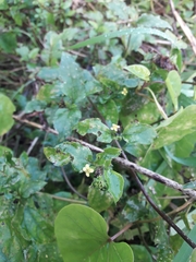 Calyptocarpus brasiliensis