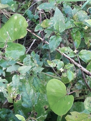 Calyptocarpus brasiliensis