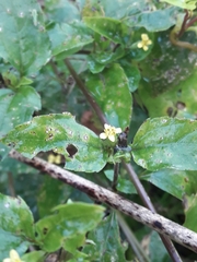 Calyptocarpus brasiliensis