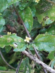Calyptocarpus brasiliensis